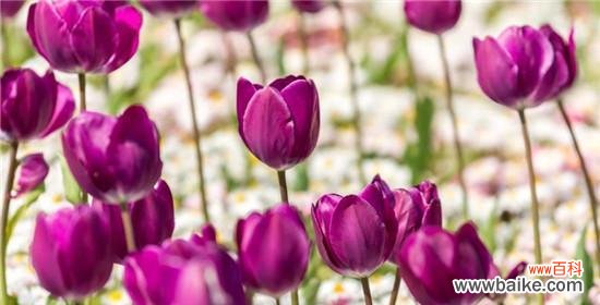 探索白色郁金香花语的深层含义 白色郁金香的花语