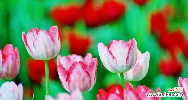 郁金香 郁金香花语与寓意——花开人生之美