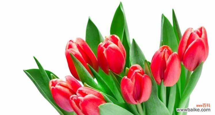 郁金香 郁金香花语与寓意——花开人生之美