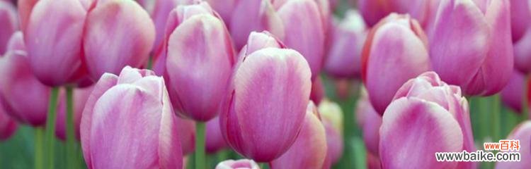 美丽的郁金香 郁金香