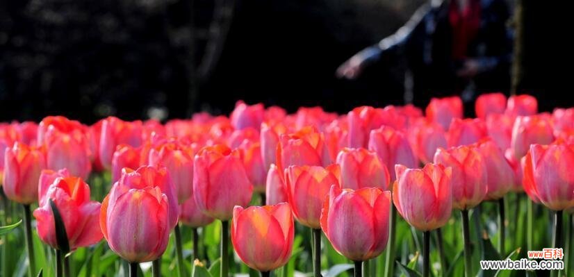 探寻郁金香所蕴含的深意 郁金香的寓意与象征