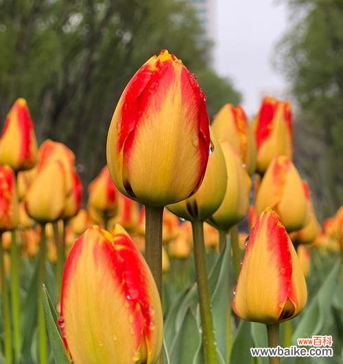 探寻郁金香所蕴含的深意 郁金香的寓意与象征