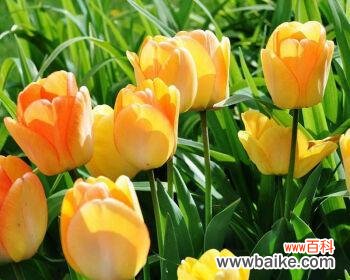 探寻郁金香所蕴含的深意 郁金香的寓意与象征