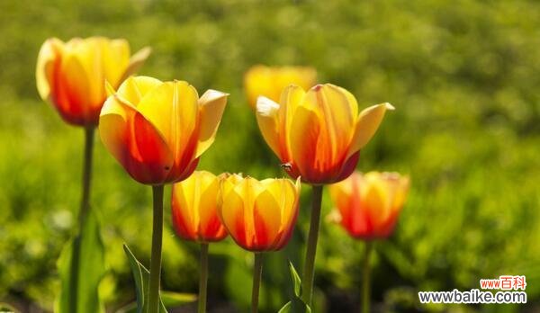 揭开郁金香背后的花语之谜 郁金香花的象征意义及文化价值