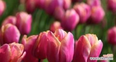 深入解读郁金香花的象征意义 郁金香的寓意与启示