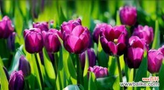 花海中的微笑 郁金香的寓意与象征