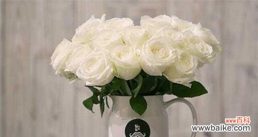 探寻白色玫瑰背后的情感和美好 白色玫瑰的花语及象征意义
