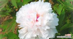 探寻白色牡丹花的含义与象征 白色牡丹花的寓意和象征