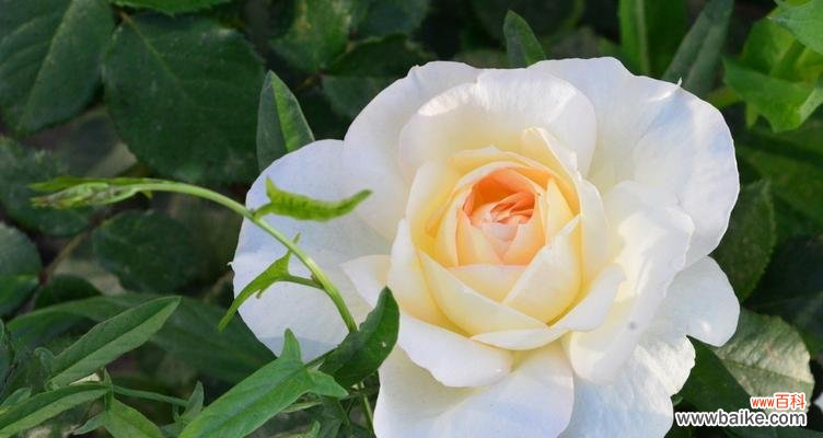 探究白色月季花的含义与价值 白色月季花的象征意义