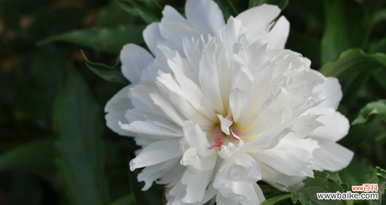 揭示白芍花在文化与药用领域的重要性 白芍花的象征意义及药用价值