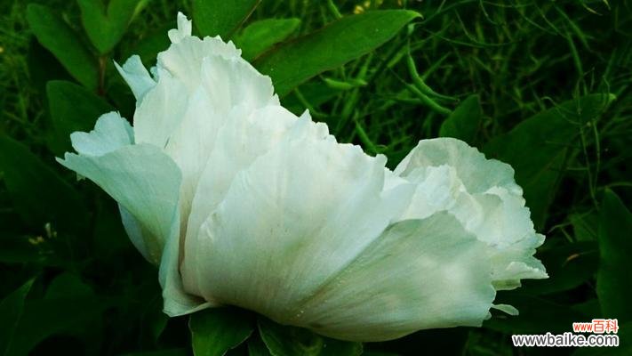 揭示白芍花在文化与药用领域的重要性 白芍花的象征意义及药用价值