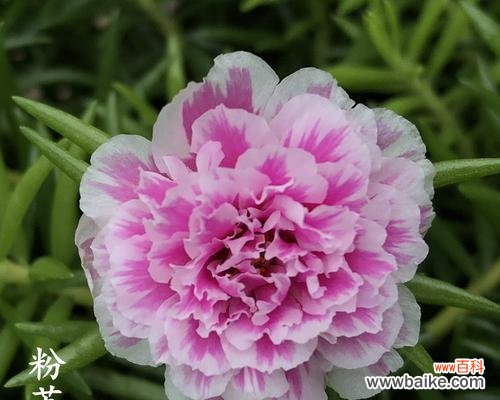 纯洁 白太阳花的寓意与象征意义