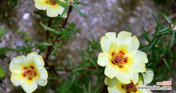 纯洁 白太阳花的寓意与象征意义