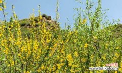 探寻白杨树开花的神秘之美 白杨树开花的壮丽景象