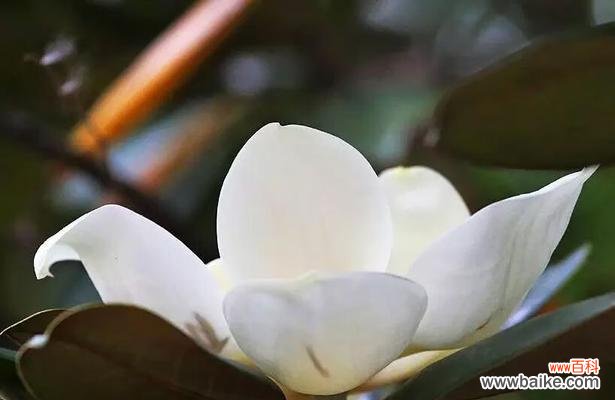 白玉兰花的象征与风水学的应用 白玉兰