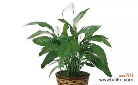 洁白无瑕的象征与独特的风水意义 白掌的寓意与象征风水