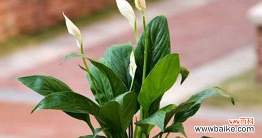 洁白无瑕的象征与独特的风水意义 白掌的寓意与象征风水