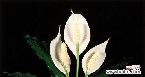 探索白掌花的深意 白掌花语之象征与寓意