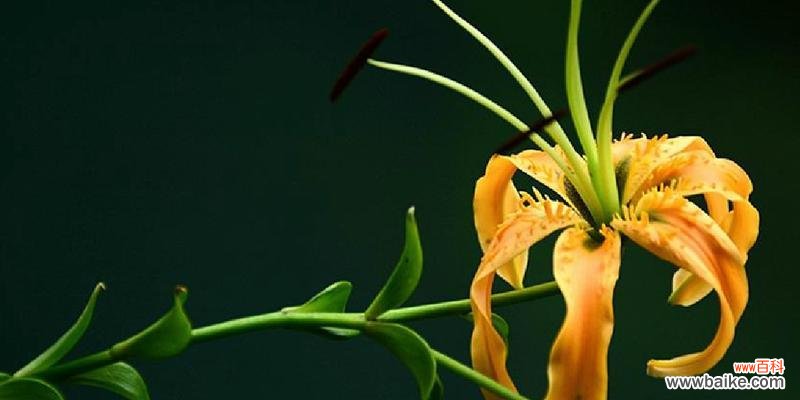 深入解读百合花的寓意 百合花的寓意与象征风水