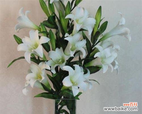 深入解读百合花的寓意 百合花的寓意与象征风水