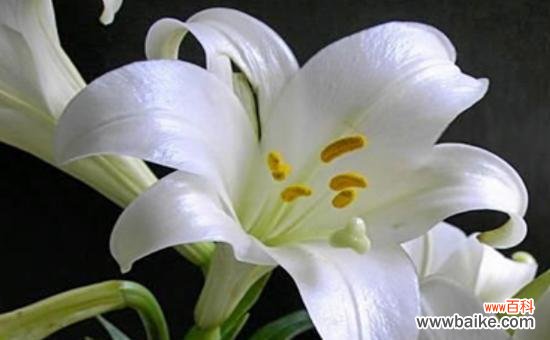 深入解读百合花的寓意 百合花的寓意与象征风水