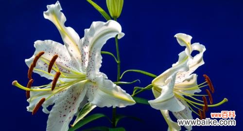 送给挚爱之人 百合花语传递的情感与祝福