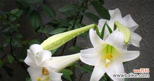 百合花语解读及其在不同文化中的意义 百合的花语与寓意