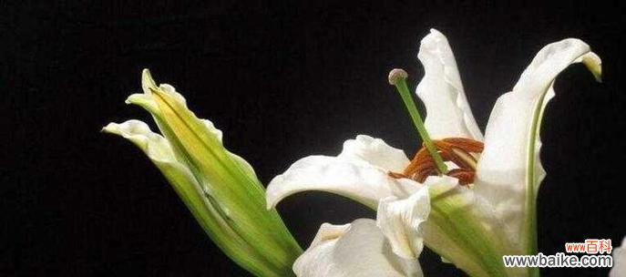 揭秘百合花在风水中的奥秘 百合花的风水寓意和象征意义