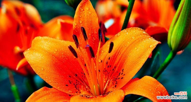 揭秘百合花在风水中的奥秘 百合花的风水寓意和象征意义