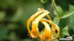 揭秘百合花在风水中的奥秘 百合花的风水寓意和象征意义