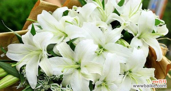 揭开百合花背后的深意 百合花的含义与花语