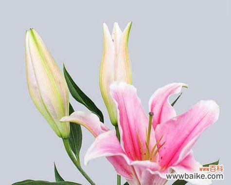 揭开百合花背后的深意 百合花的含义与花语