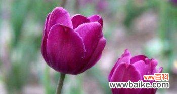 探索紫色郁金香所传递的深意与情感 紫色郁金香花语的含义与象征
