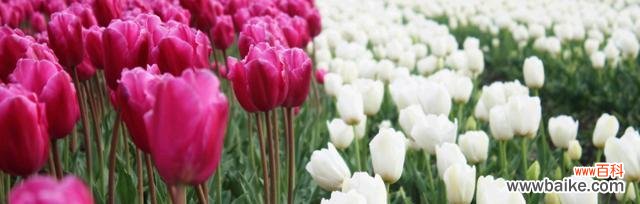 探索紫色郁金香所传递的深意与情感 紫色郁金香花语的含义与象征