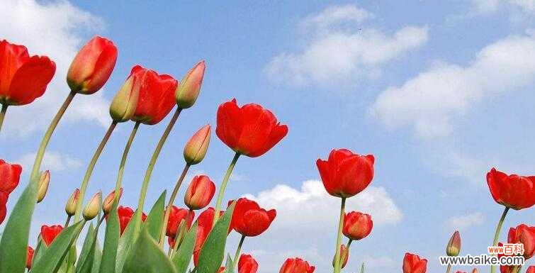 郁金香花语的解析及代表意义 郁金香花语与意义