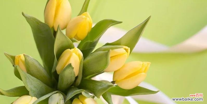 探索郁金香的传情之道与深远含义 郁金香花语与寓意