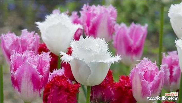以郁金香送几朵的含义及传承 郁金香的花语与寓意