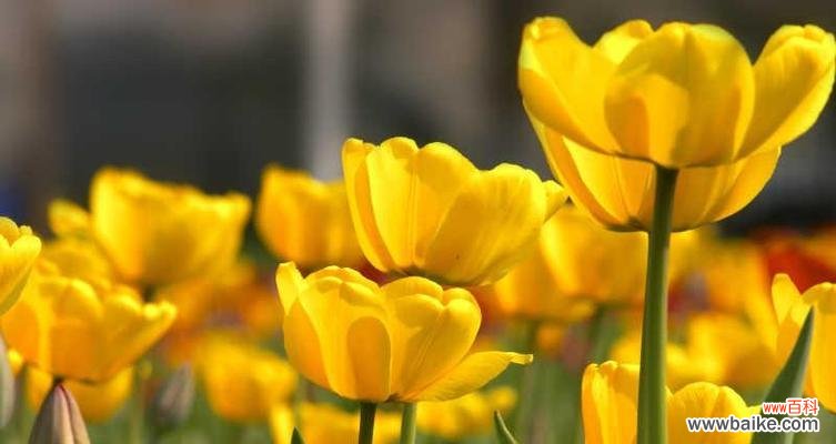 揭示郁金香花的种类与颜色所代表的不同情感和象征意义 郁金香的寓意与象征意义