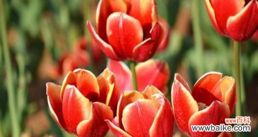 揭示郁金香花的种类与颜色所代表的不同情感和象征意义 郁金香的寓意与象征意义