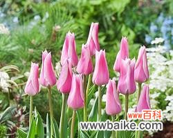 揭示郁金香花的种类与颜色所代表的不同情感和象征意义 郁金香的寓意与象征意义