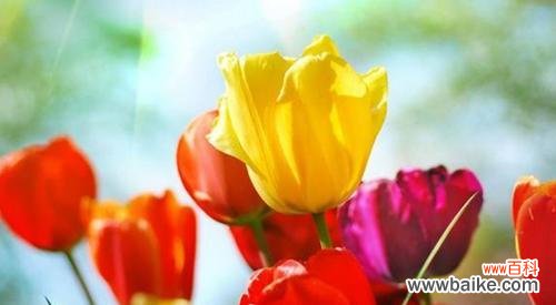 荷兰国花郁金香与爱 郁金香的象征意义及其传承的文化价值