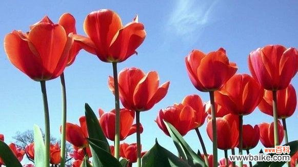 探索郁金香的意义与传承 郁金香的美丽与花语