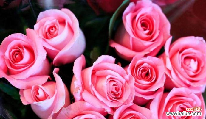 拥有寓意长久爱情的花朵 爱情长久如花