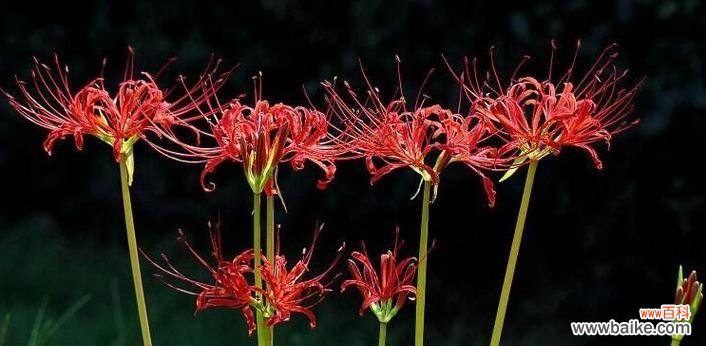 揭示彼岸花的秘密与象征 彼岸花的花语与寓意