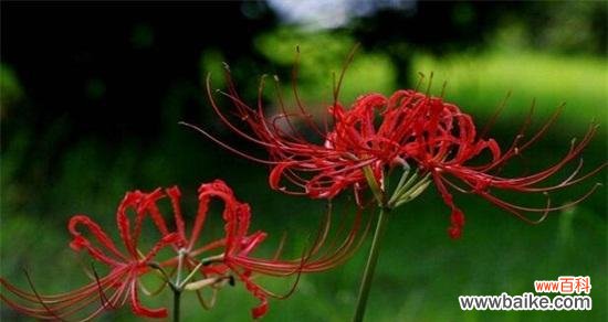 生命与希望的象征——彼岸花的传奇 以彼岸花代表的意义