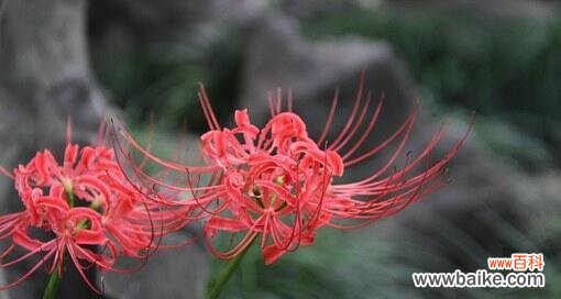 生命与希望的象征——彼岸花的传奇 以彼岸花代表的意义