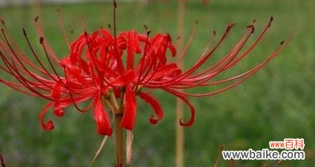 揭开彼岸花的神秘面纱 彼岸花