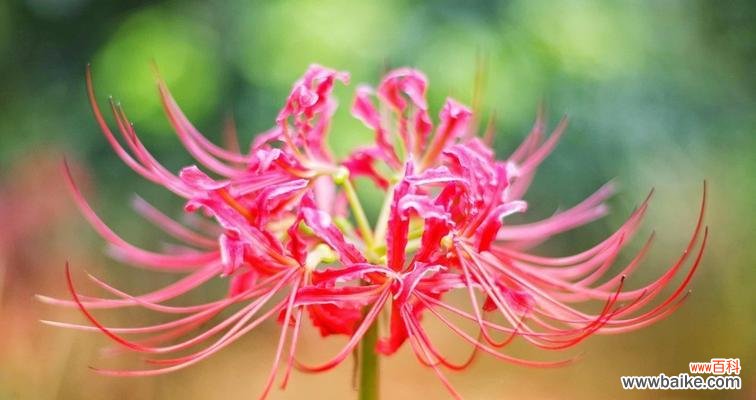 揭开彼岸花的神秘面纱 彼岸花