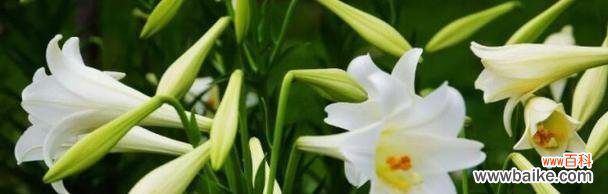 揭开百合花所传达的隐含情感 百合花语及其代表的含义