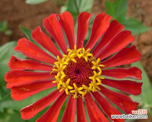 百日草花的神秘力量与文化传承 百日草花的象征意义与美丽魅力